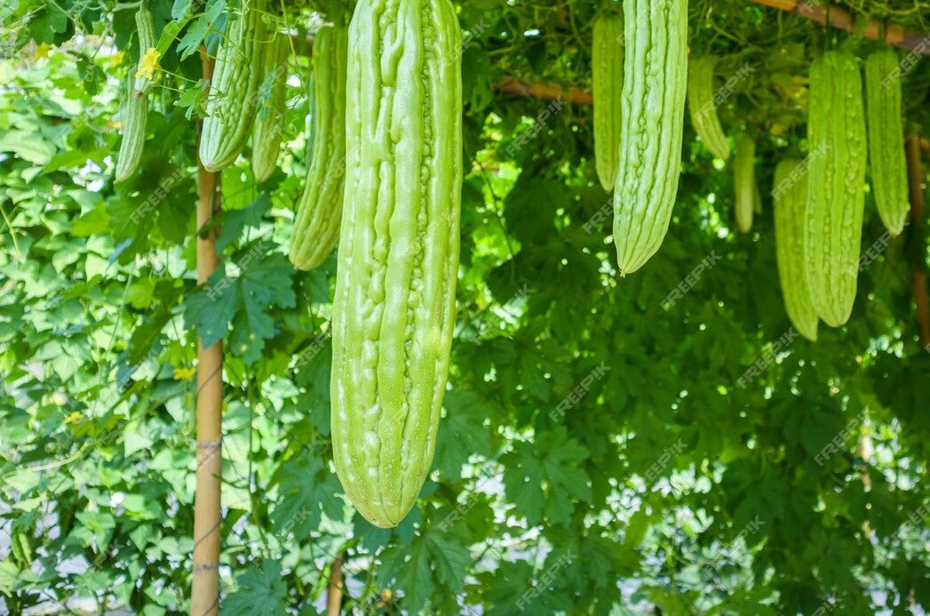 100% ORGANIC BITTER MELON - 4 oz